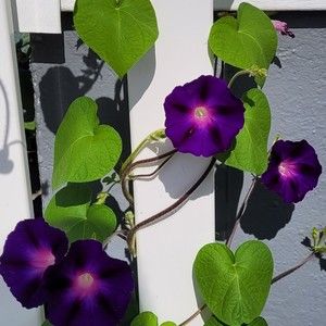 Meet your Posher, Cynthia